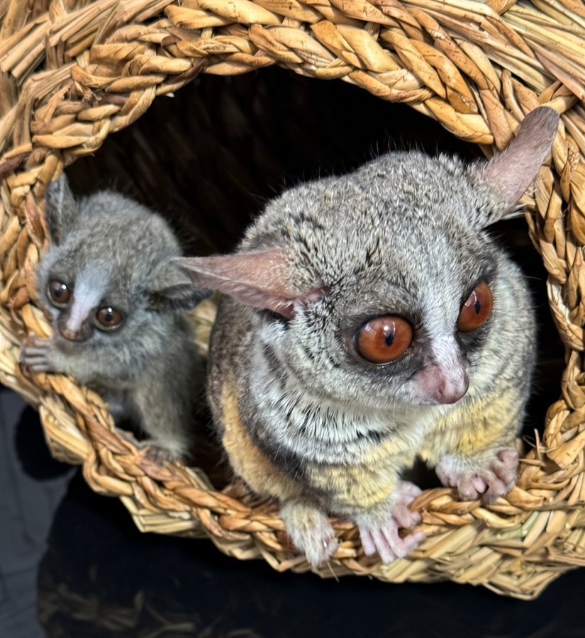 飼育スペースで動物のお世話をするスタッフ