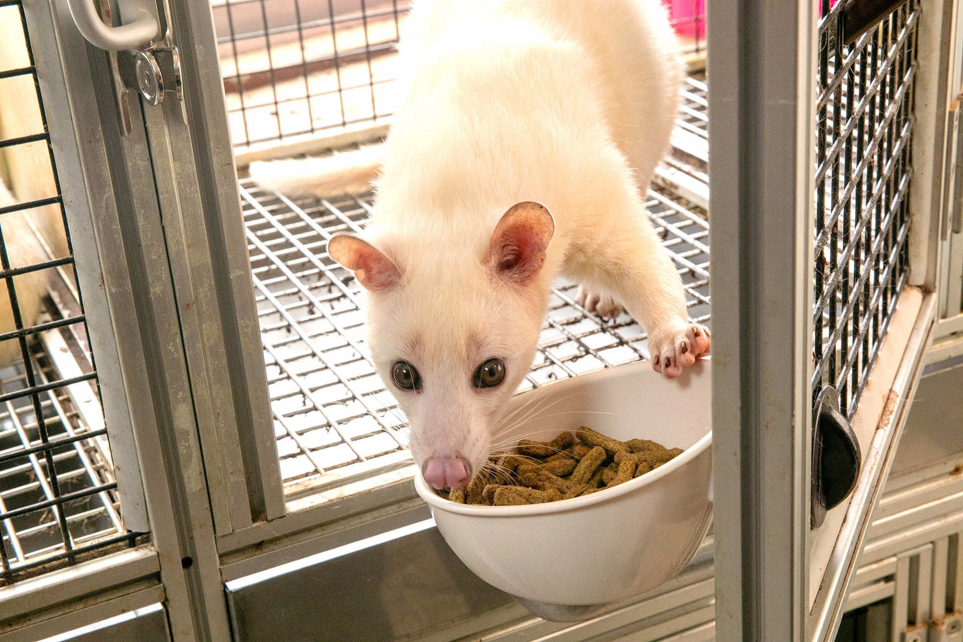 器から餌を食べる動物