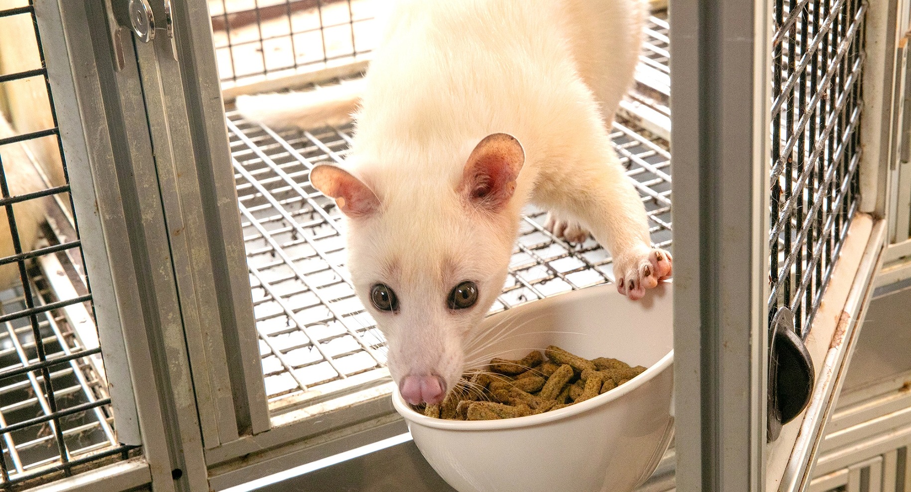 ごはんを食べるフェネック