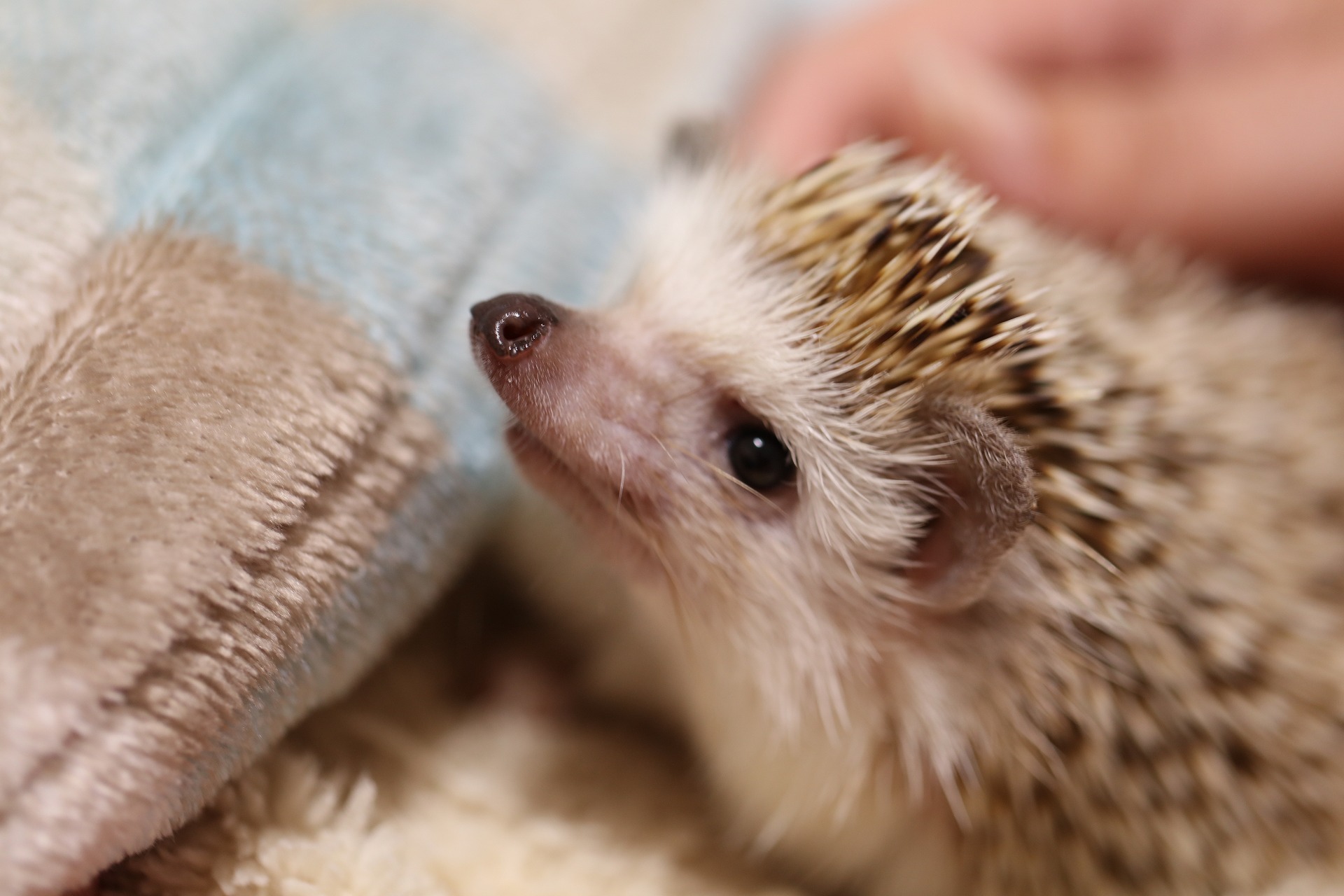 施設で過ごす動物