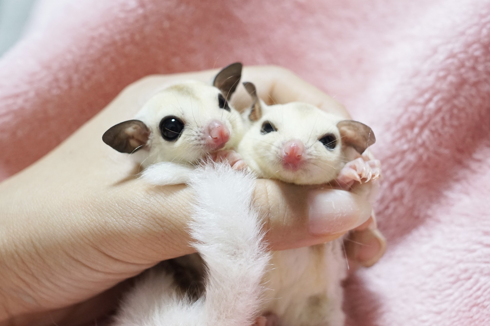 動物とふれあう様子