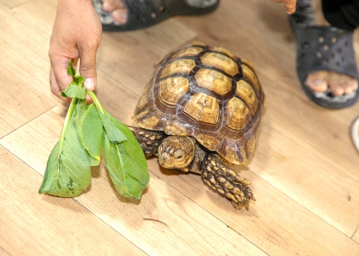 リクガメに野菜を与える様子