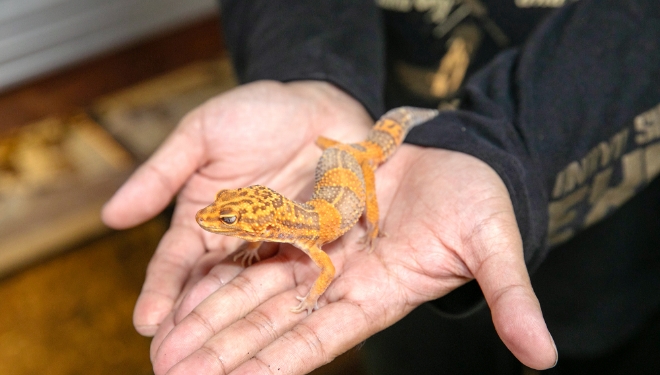 手のひらに乗ったトカゲ